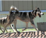 Small #3 Siberian Husky