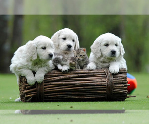 Medium English Cream Golden Retriever