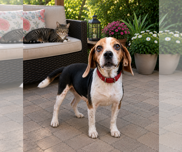 Medium Photo #8 Beagle Puppy For Sale in Dunnellon, FL, USA