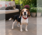 Small Photo #8 Beagle Puppy For Sale in Dunnellon, FL, USA