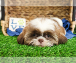 Small #14 Shih Tzu
