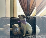 Small Photo #4 Boxer Puppy For Sale in MURRIETA, CA, USA