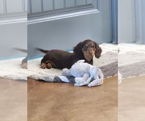 Dachshund Puppy for sale in CHECOTAH, OK, USA
