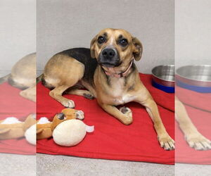 Mutt Dogs for adoption in Evansville, IN, USA