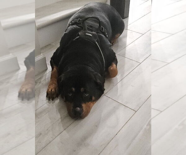 Medium Photo #4 Rottweiler Puppy For Sale in White Hall, AR, USA