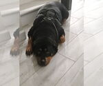 Small #3 Rottweiler