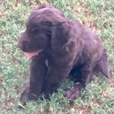 Aussiedoodle Puppy for sale in TYLER, TX, USA