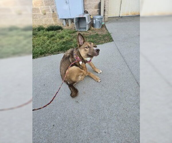 Medium Photo #3 Siberian Husky-Unknown Mix Puppy For Sale in Glen Allen, VA, USA