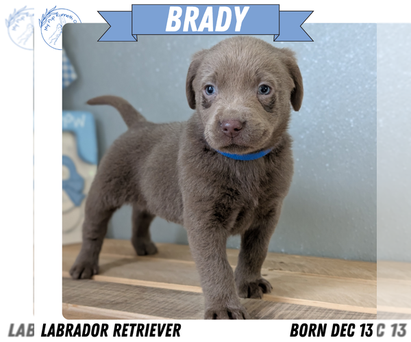 Medium Photo #1 Labrador Retriever Puppy For Sale in GOSHEN, IN, USA