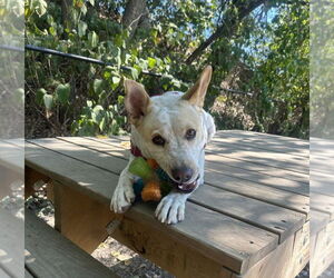 Mutt Dogs for adoption in Elmsford, NY, USA