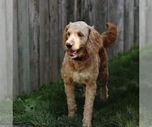 Mother of the Goldendoodle (Miniature) puppies born on 01/06/2025