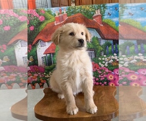 Golden Retriever Puppy for sale in GARRETT, IN, USA