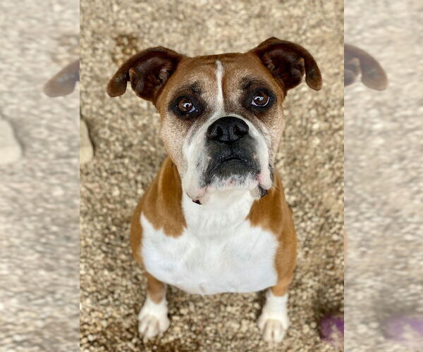 Medium Photo #13 Boxer Puppy For Sale in Austin, TX, USA