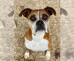 Small #12 Boxer
