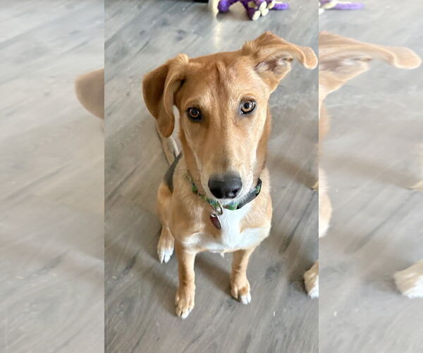 Medium Photo #7 Mutt Puppy For Sale in Cary, NC, USA