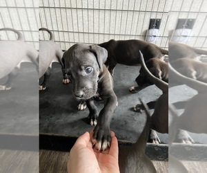 Great Dane Puppy for sale in QUINLAN, TX, USA