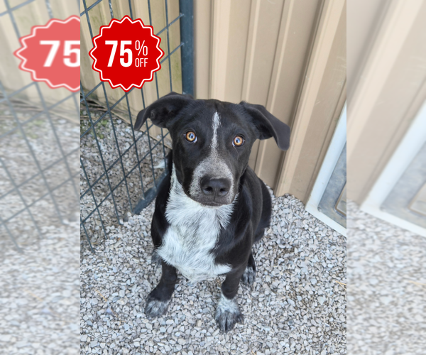 Medium Photo #11 Borador Puppy For Sale in Bolivar, MO, USA