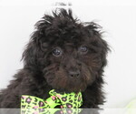 Small Photo #4 Havanese-Poodle (Toy) Mix Puppy For Sale in SHILOH, OH, USA