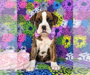Boxer Puppy for sale in KIRKWOOD, PA, USA