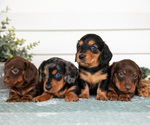 Image preview for Ad Listing. Nickname: Litter of 4