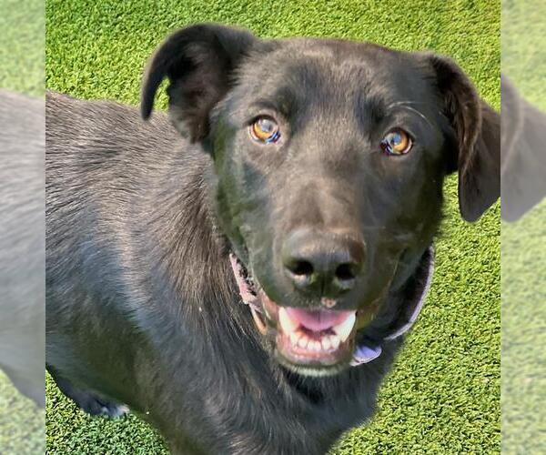 Medium Photo #1 Labrador Retriever-Unknown Mix Puppy For Sale in San Diego, CA, USA