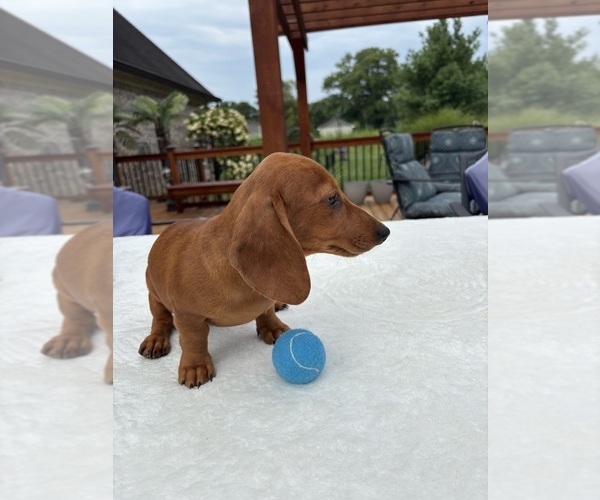 Medium Photo #3 Dachshund Puppy For Sale in GREENFIELD, IN, USA