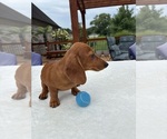 Small #2 Dachshund