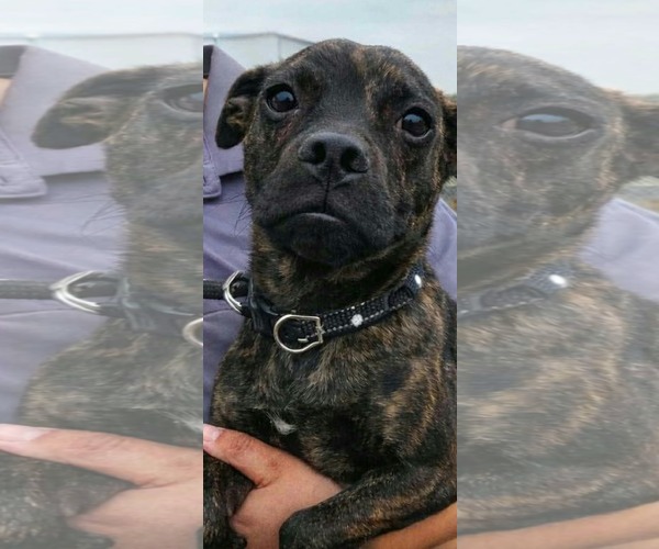 Medium Photo #2 Pug-Unknown Mix Puppy For Sale in Minneapolis, MN, USA