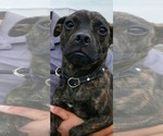 Small Photo #2 Pug-Unknown Mix Puppy For Sale in Minneapolis, MN, USA