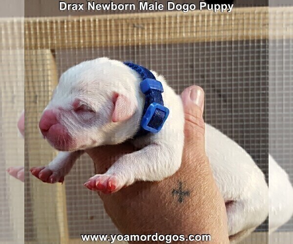 Medium Photo #5 Dogo Argentino Puppy For Sale in JANE, MO, USA
