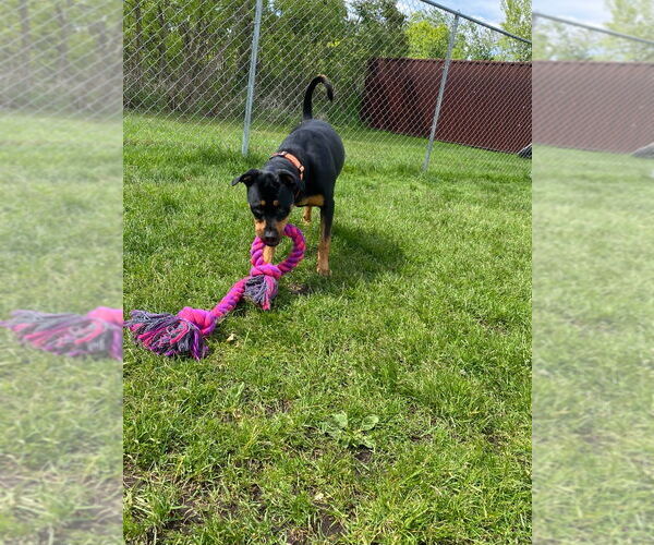 Medium Photo #3 Rottweiler-Unknown Mix Puppy For Sale in Muskegon, MI, USA