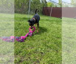 Small #2 Rottweiler Mix