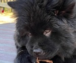 Small Photo #5 Chow Chow Puppy For Sale in LOS ANGELES, CA, USA