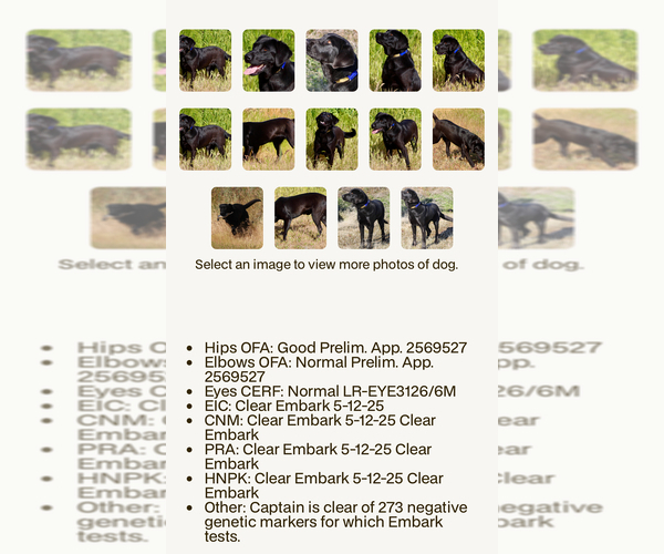 Medium Photo #11 Labrador Retriever Puppy For Sale in REDDING, CA, USA