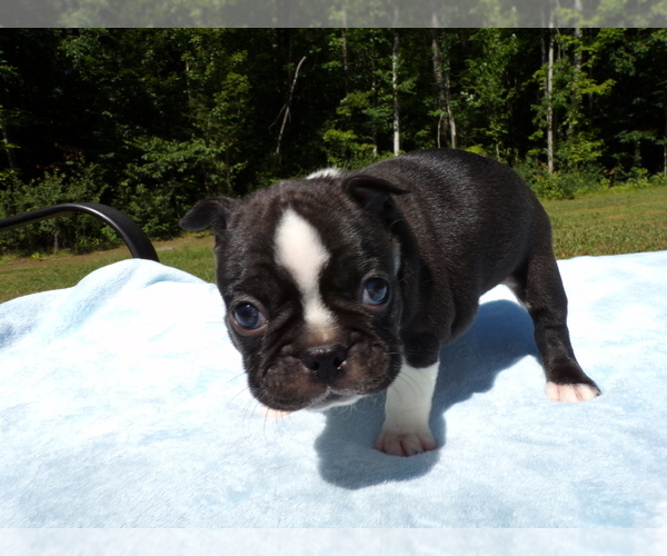 Medium Photo #5 Boston Terrier Puppy For Sale in MONROE, NH, USA