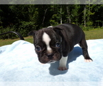 Small #4 Boston Terrier