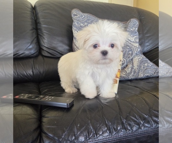 Medium Photo #2 Maltese Puppy For Sale in SANTA CLARITA, CA, USA