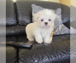 Small #1 Maltese