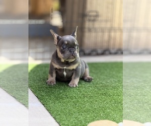 French Bulldog Puppy for Sale in LOS ANGELES, California USA