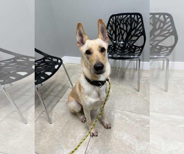 Medium Photo #4 German Shepherd Dog-Unknown Mix Puppy For Sale in Plantation, FL, USA