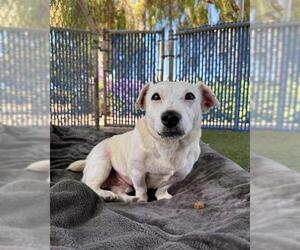 Dachshund-Unknown Mix Dogs for adoption in Chula Vista, CA, USA