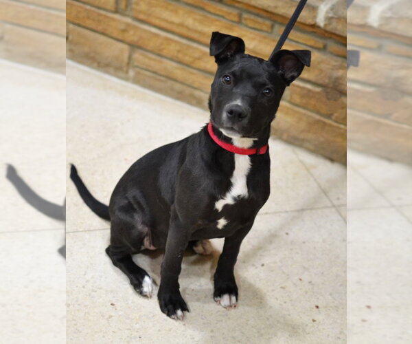 Medium Photo #3 Mutt Puppy For Sale in Enfield, CT, USA