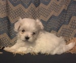 Small Photo #2 Maltese Puppy For Sale in SALEM, MO, USA