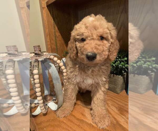 Medium Photo #1 Bernedoodle-Poodle (Standard) Mix Puppy For Sale in OMAHA, NE, USA