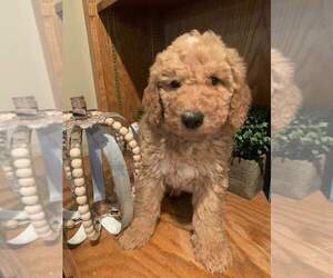 Bernedoodle-Poodle (Standard) Mix Puppy for sale in OMAHA, NE, USA