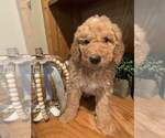 Small Photo #1 Bernedoodle-Poodle (Standard) Mix Puppy For Sale in OMAHA, NE, USA