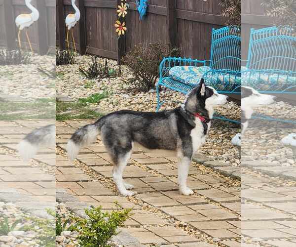 Medium Photo #2 - Mix Puppy For Sale in Scottsboro, AL, USA