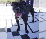 Small #1 American Pit Bull Terrier-American Staffordshire Terrier Mix