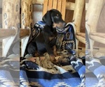 Small Photo #4 Doberman Pinscher Puppy For Sale in ULYSSES, PA, USA