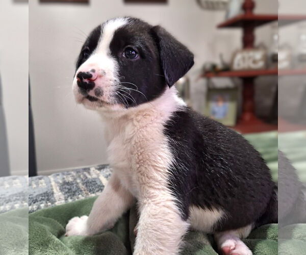 Medium Photo #5 Border Collie-Unknown Mix Puppy For Sale in Wakefield, RI, USA